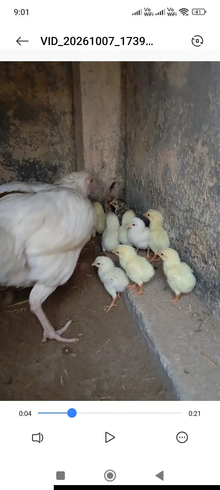 heera madi with chicks — photo 3