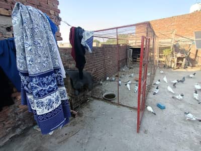 pigeon cage 6/6  square, 16.5 lenth achi condition mein majood hai.
