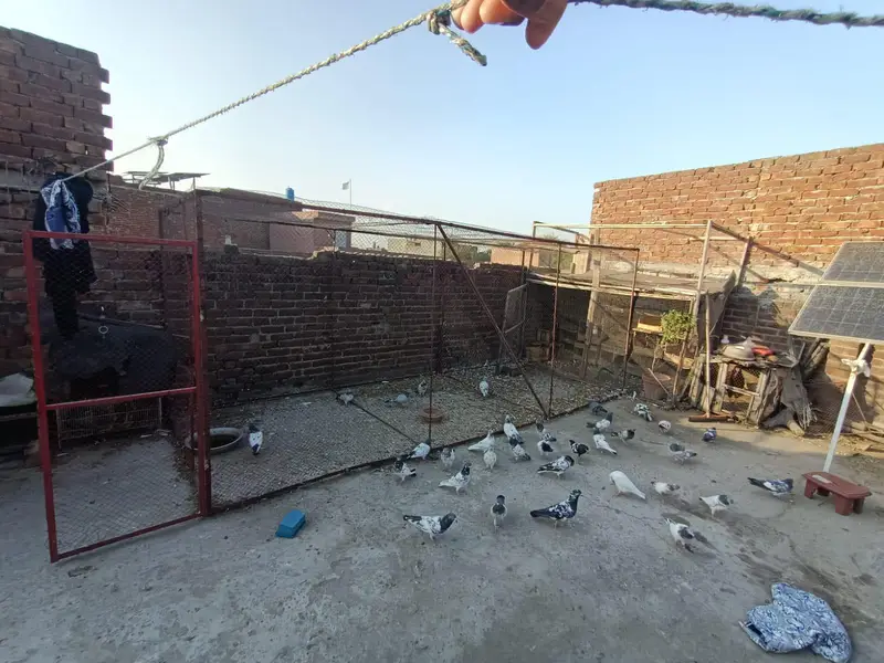 pigeon cage 6/6  square, 16.5 lenth achi condition mein majood hai. — photo 2