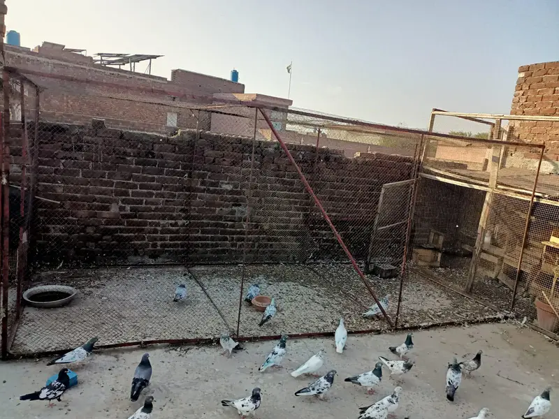 pigeon cage 6/6  square, 16.5 lenth achi condition mein majood hai. — photo 3