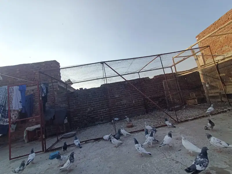 pigeon cage 6/6  square, 16.5 lenth achi condition mein majood hai. — photo 4