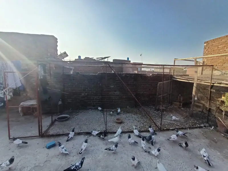 pigeon cage 6/6  square, 16.5 lenth achi condition mein majood hai. — photo 5