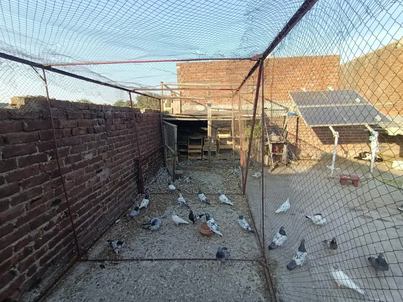 pigeon cage 6/6  square, 16.5 lenth achi condition mein majood hai. — photo 7