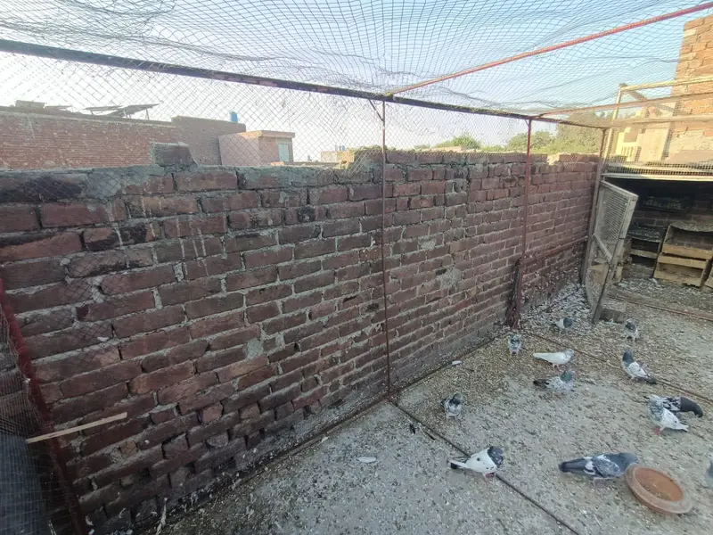 pigeon cage 6/6  square, 16.5 lenth achi condition mein majood hai. — photo 8