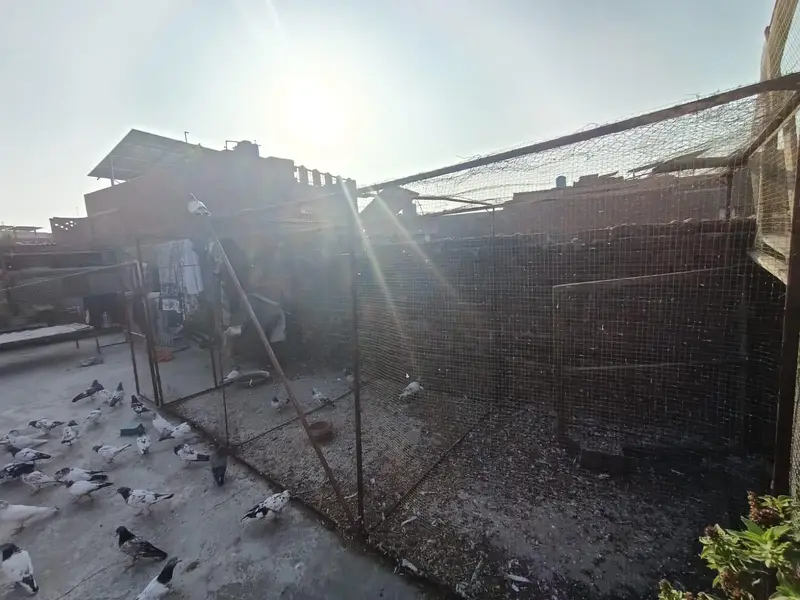 pigeon cage 6/6  square, 16.5 lenth achi condition mein majood hai. — photo 9