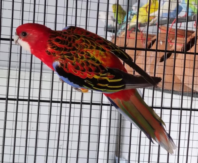 Rosella 0