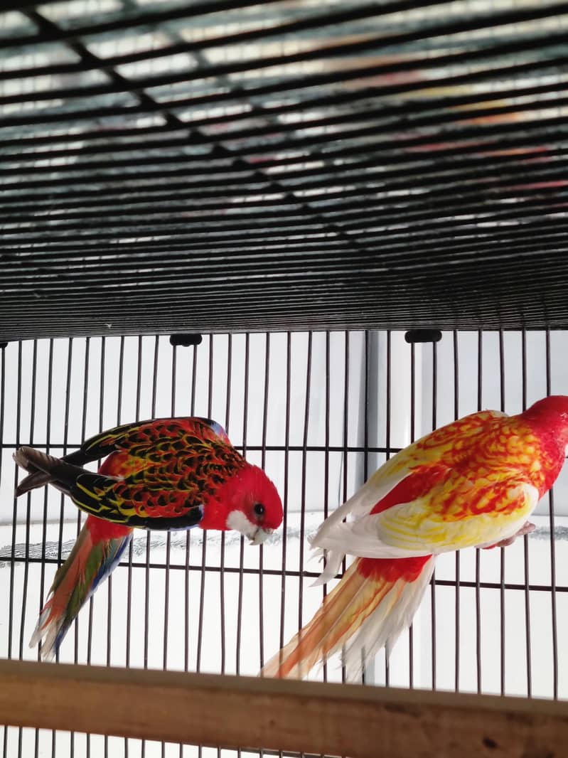 Rosella 1