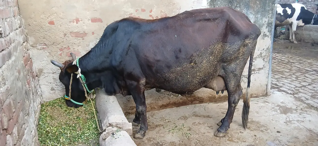 Taza sui Jersey Cross Cow
