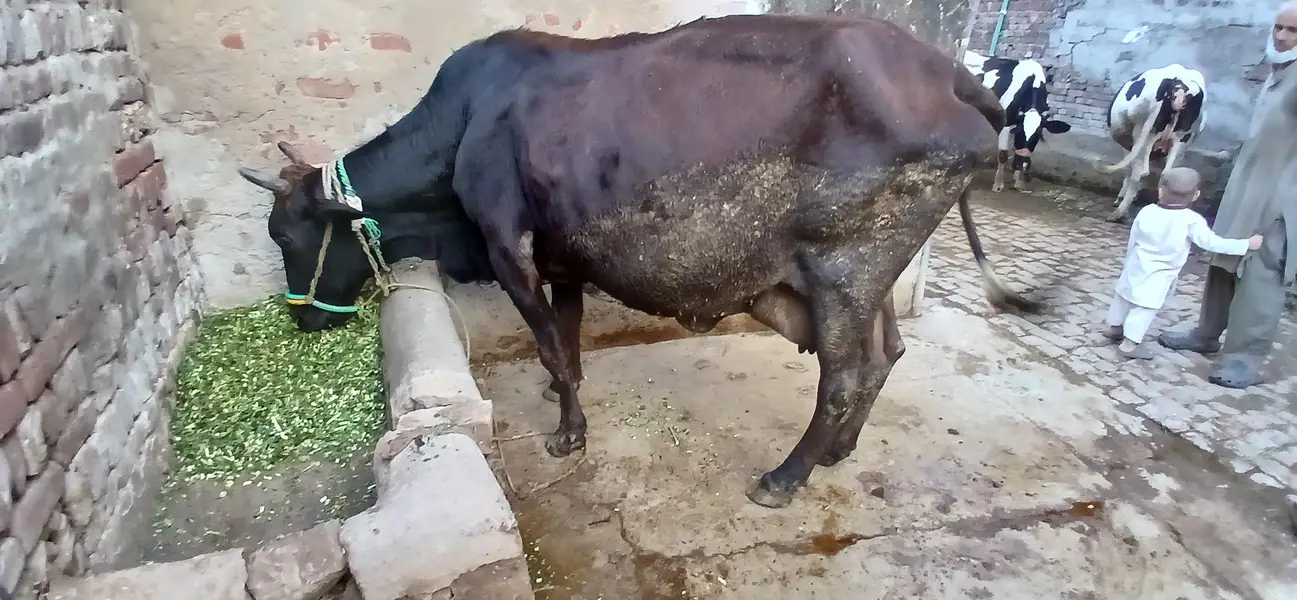 Taza sui Jersey Cross Cow — photo 6