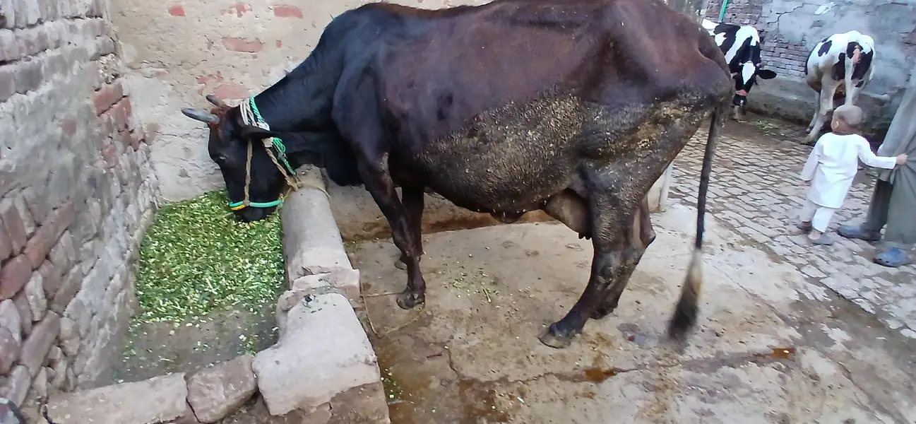 Taza sui Jersey Cross Cow — photo 7