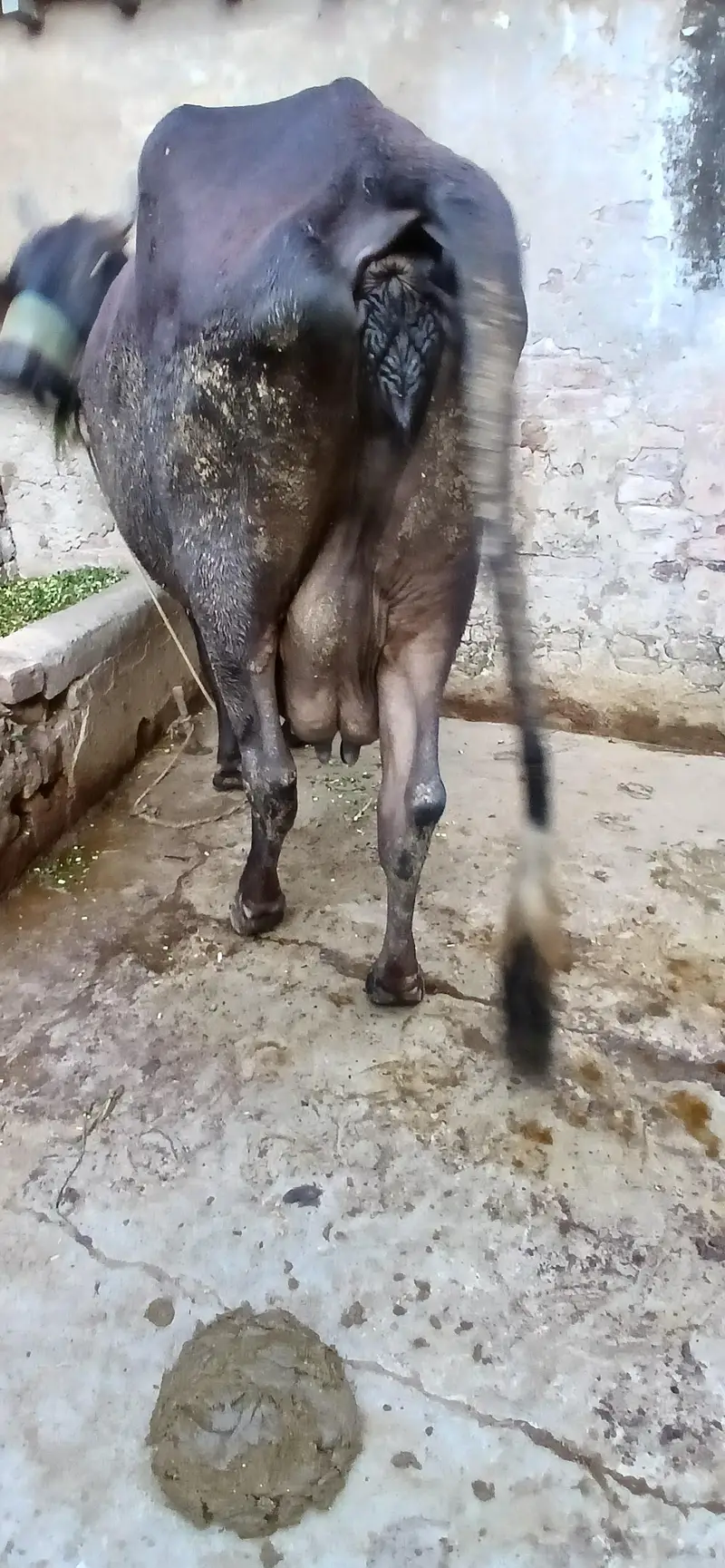 Taza sui Jersey Cross Cow — photo 8