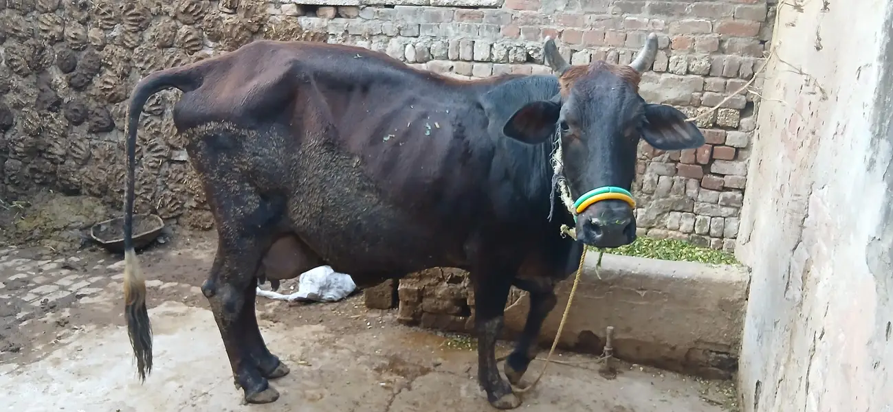 Taza sui Jersey Cross Cow — photo 9
