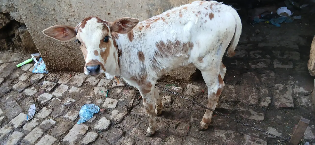Taza sui Jersey Cross Cow — photo 10