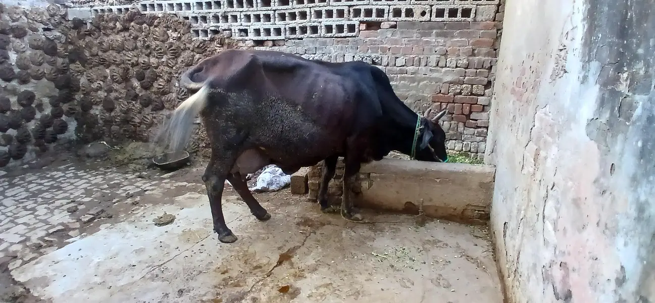 Taza sui Jersey Cross Cow — photo 11
