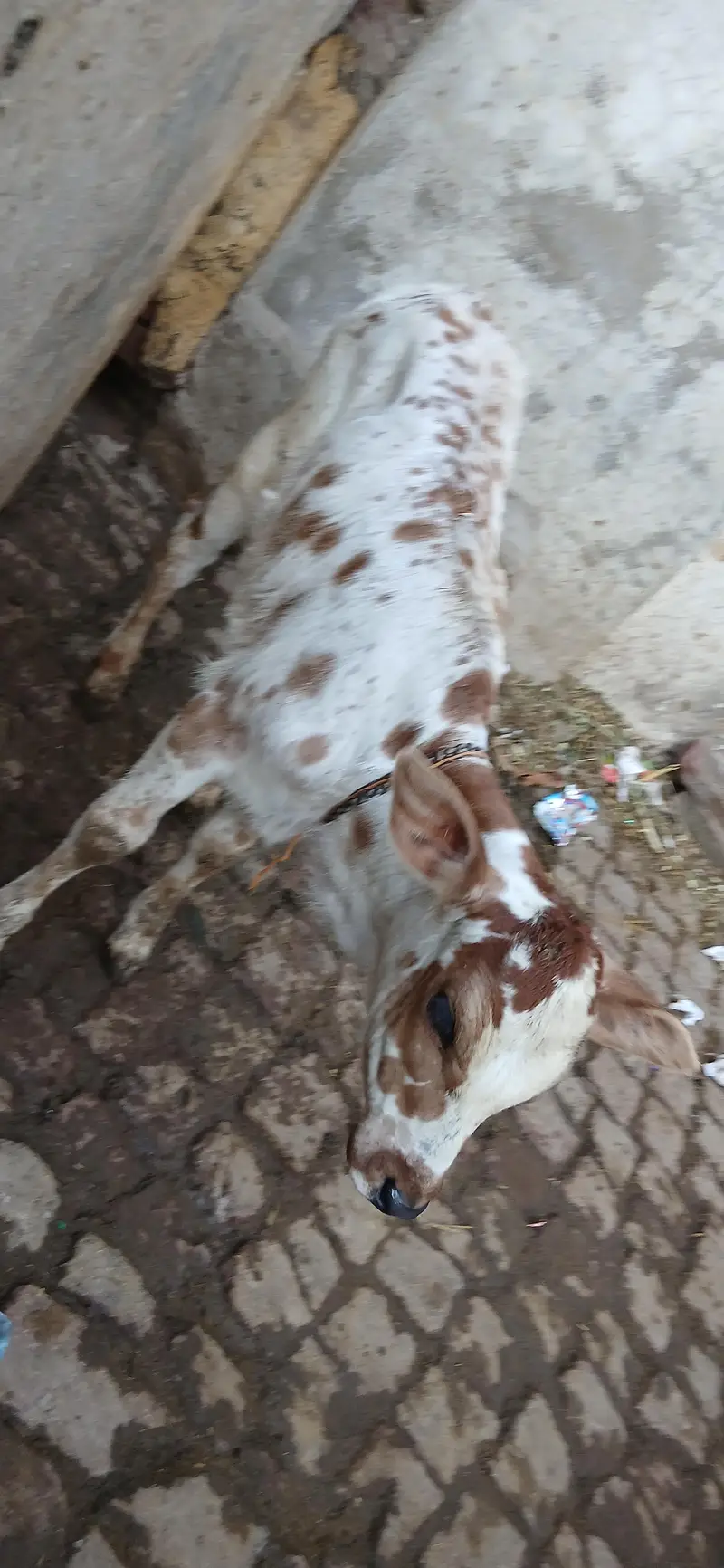 Taza sui Jersey Cross Cow — photo 12