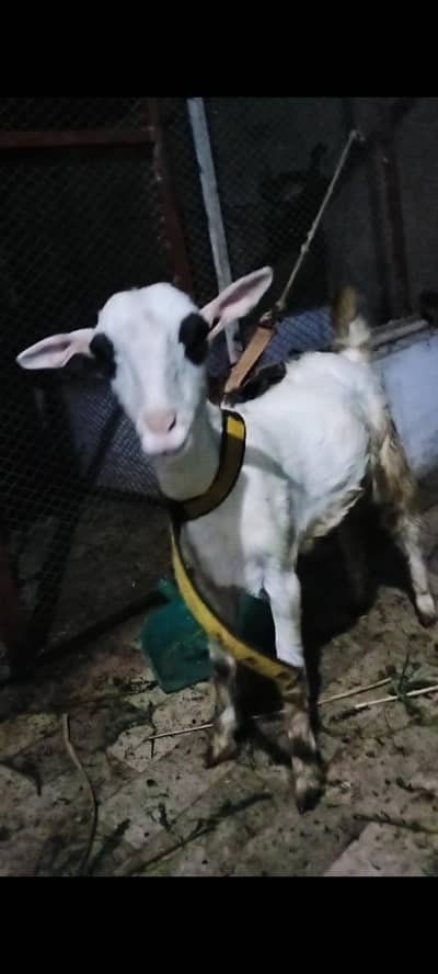 teddy bakra