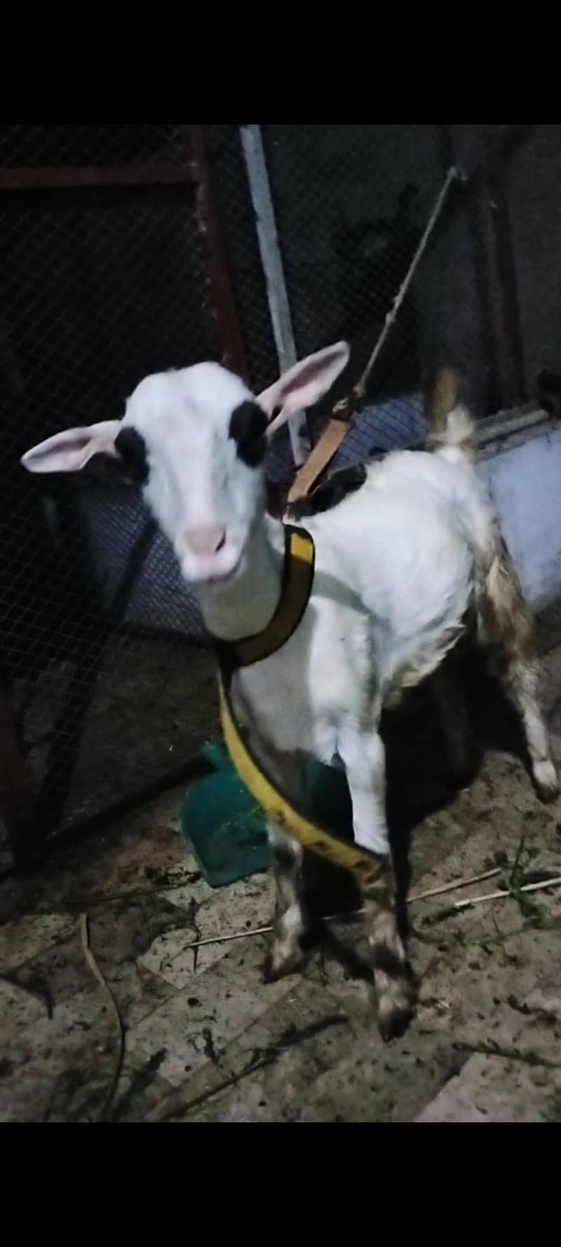 teddy bakra 0
