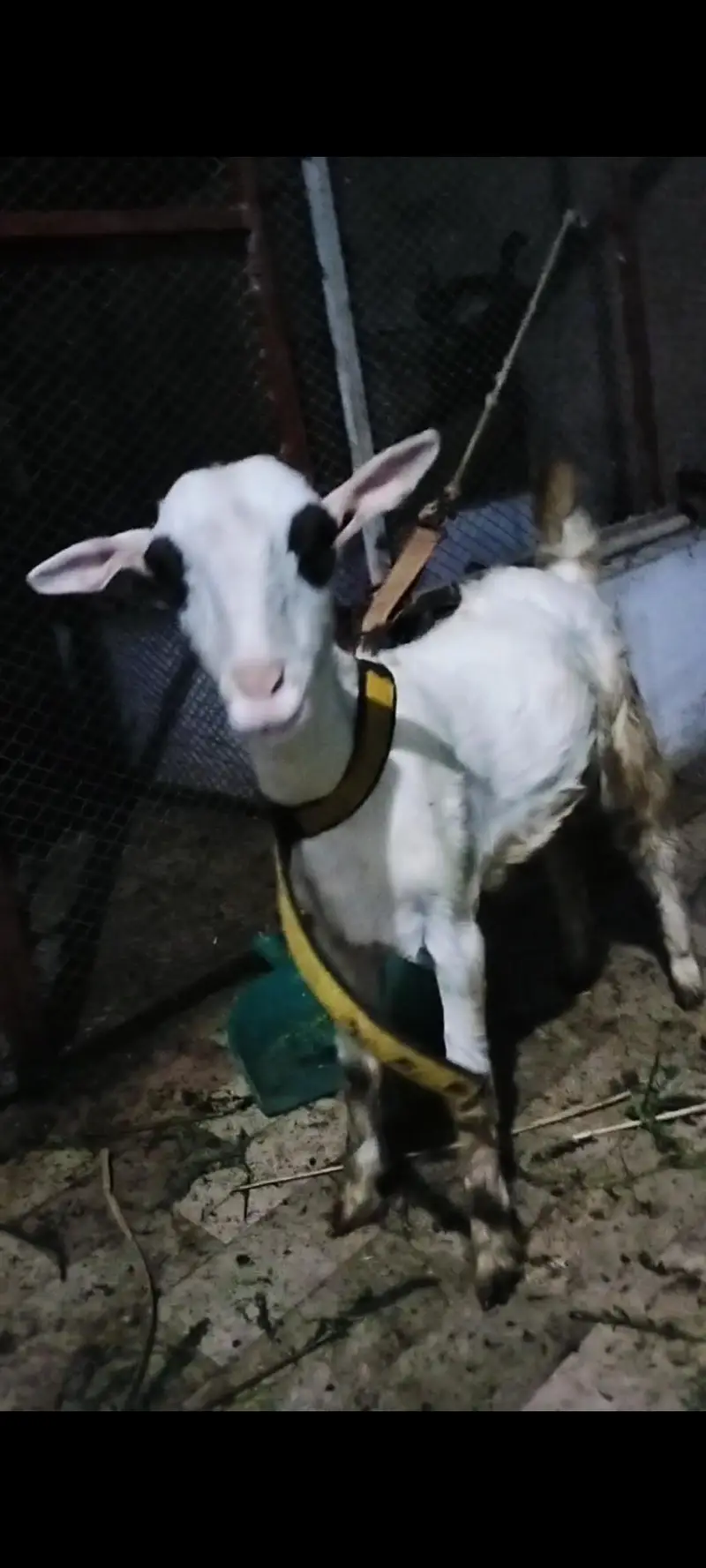 teddy bakra