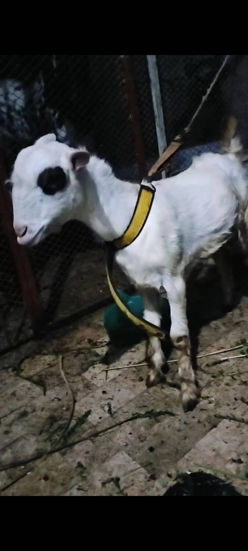 teddy bakra 1