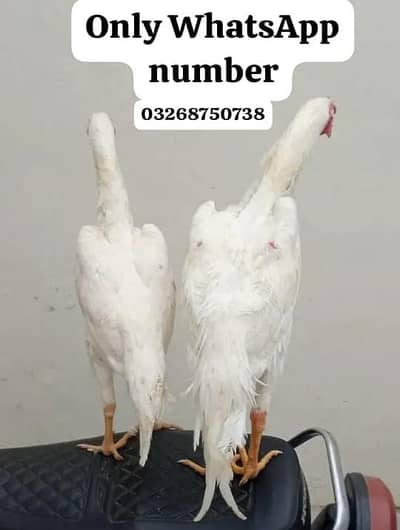 Hira Shamu aseel pair for sale