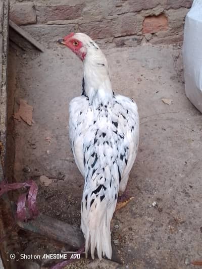 jis ko chaiya contact karay