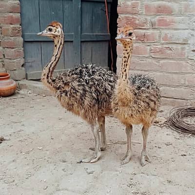 Ostrich Chicks For Sale