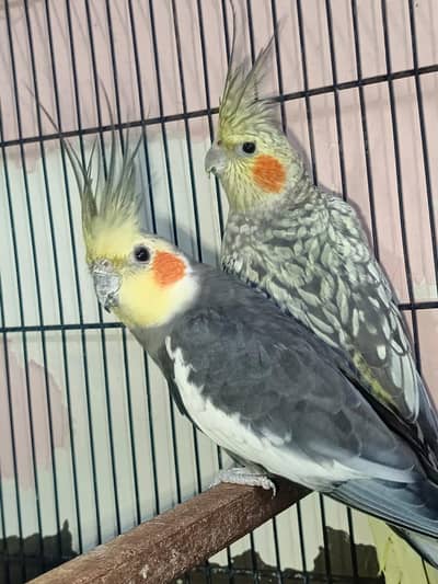 exhibition cocktail breeder pair