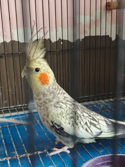exhibition cocktail breeder pair