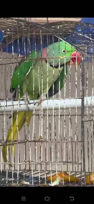 Rah parot