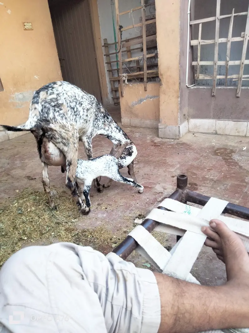 mkhi chini path with babe — photo 2