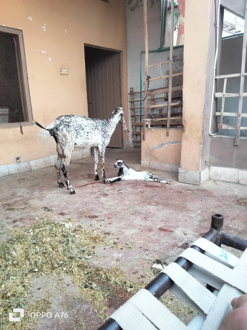 mkhi chini path with babe — photo 3