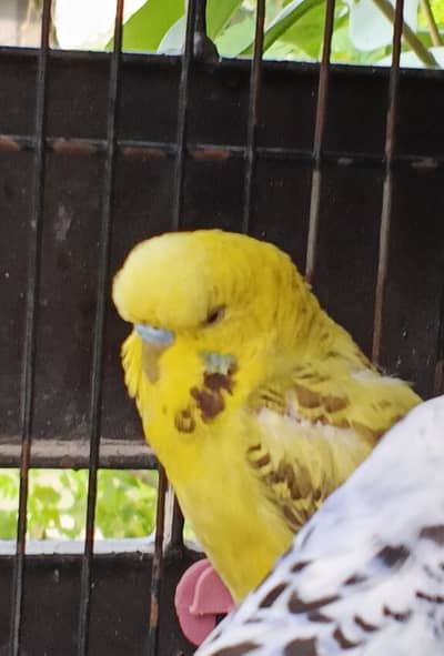 Under exi Male Young age breeder  ((Urgent sale))