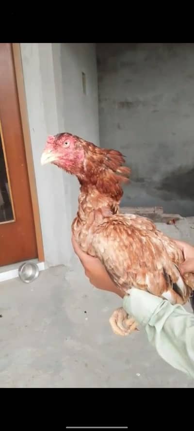 Aseel mianwali female