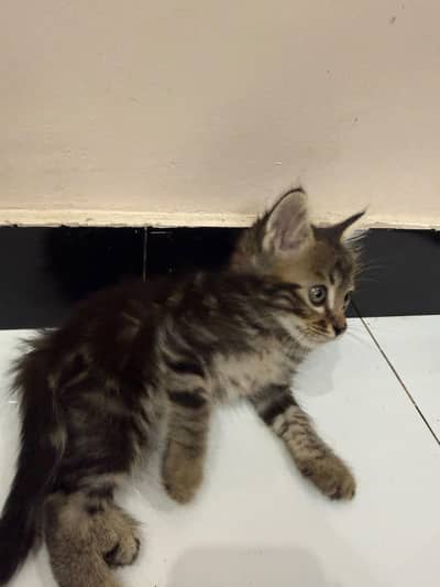 Siberian male kittens