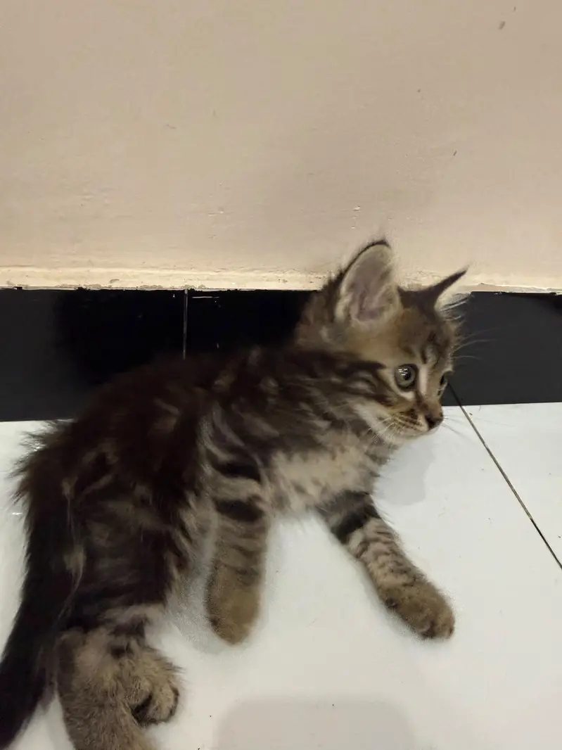 Siberian male kittens
