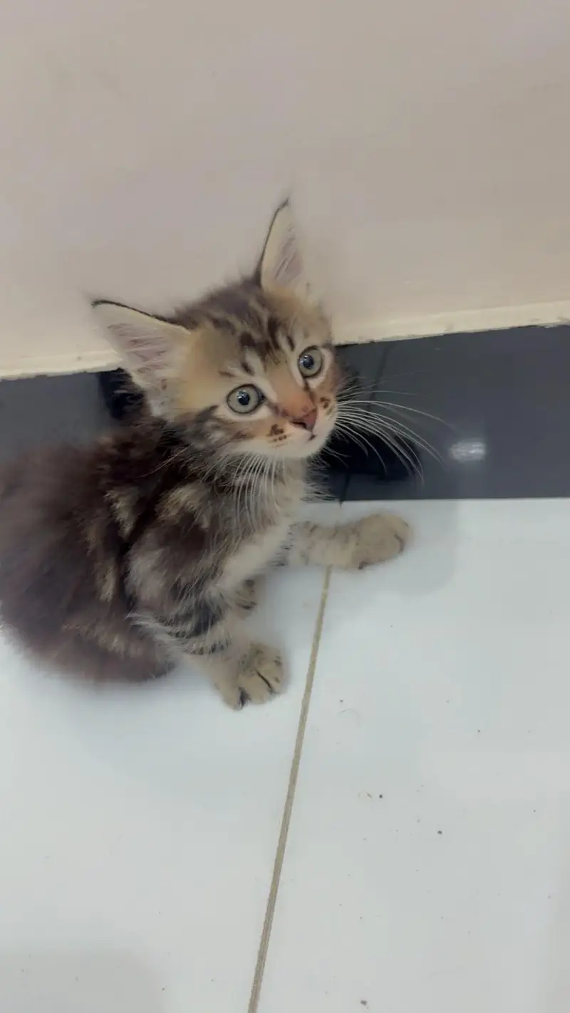 Siberian male kittens — photo 2