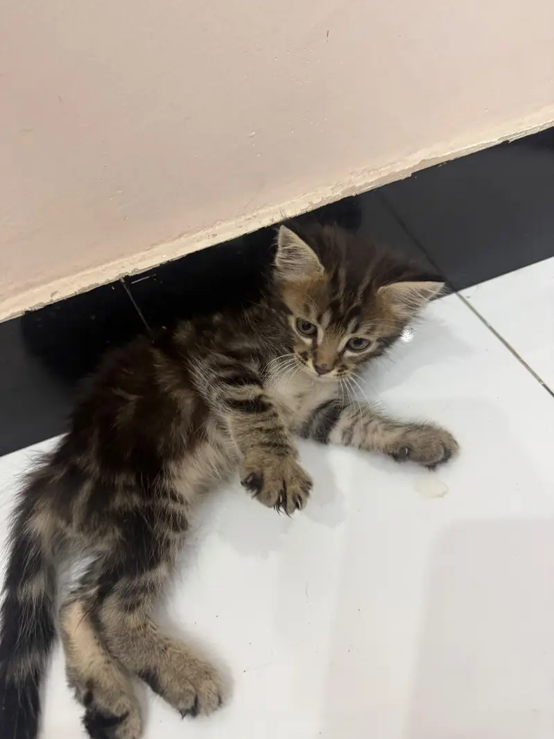 Siberian male kittens — photo 3