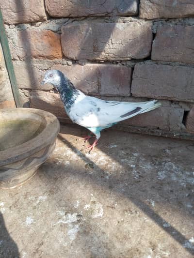 8 parwazi kabotar for sale 03105074582