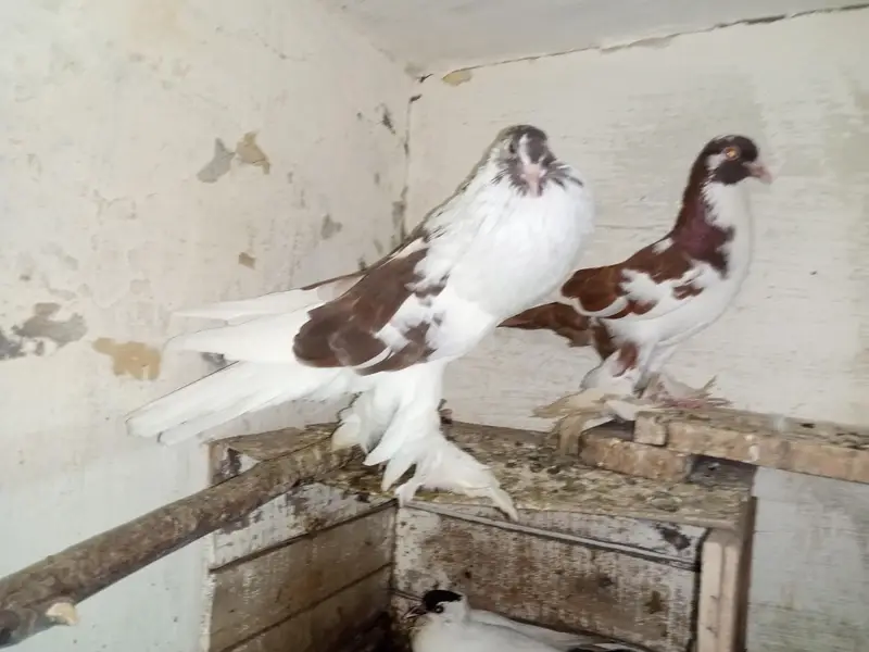pamoreyan gubara Breeder paire farsaile — photo 2