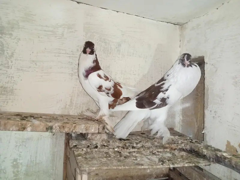 pamoreyan gubara Breeder paire farsaile — photo 3
