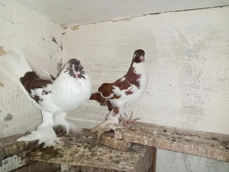 pamoreyan gubara Breeder paire farsaile — photo 5