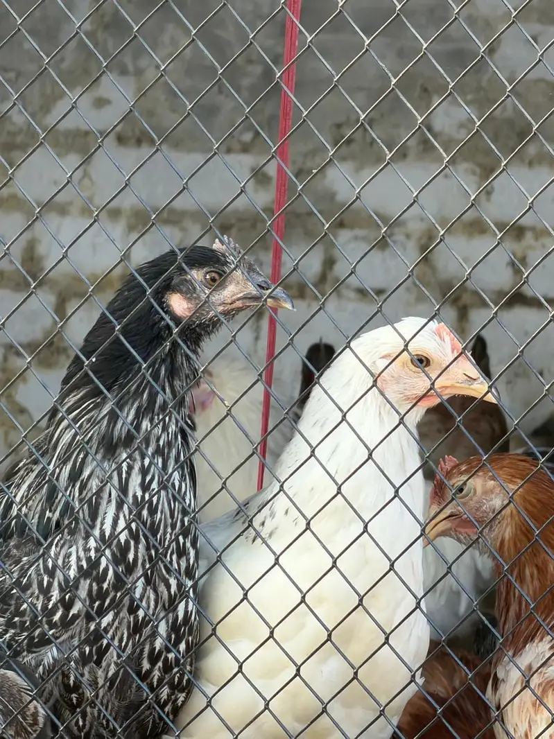 Desi Golden mashri pair03012963555 — photo 3