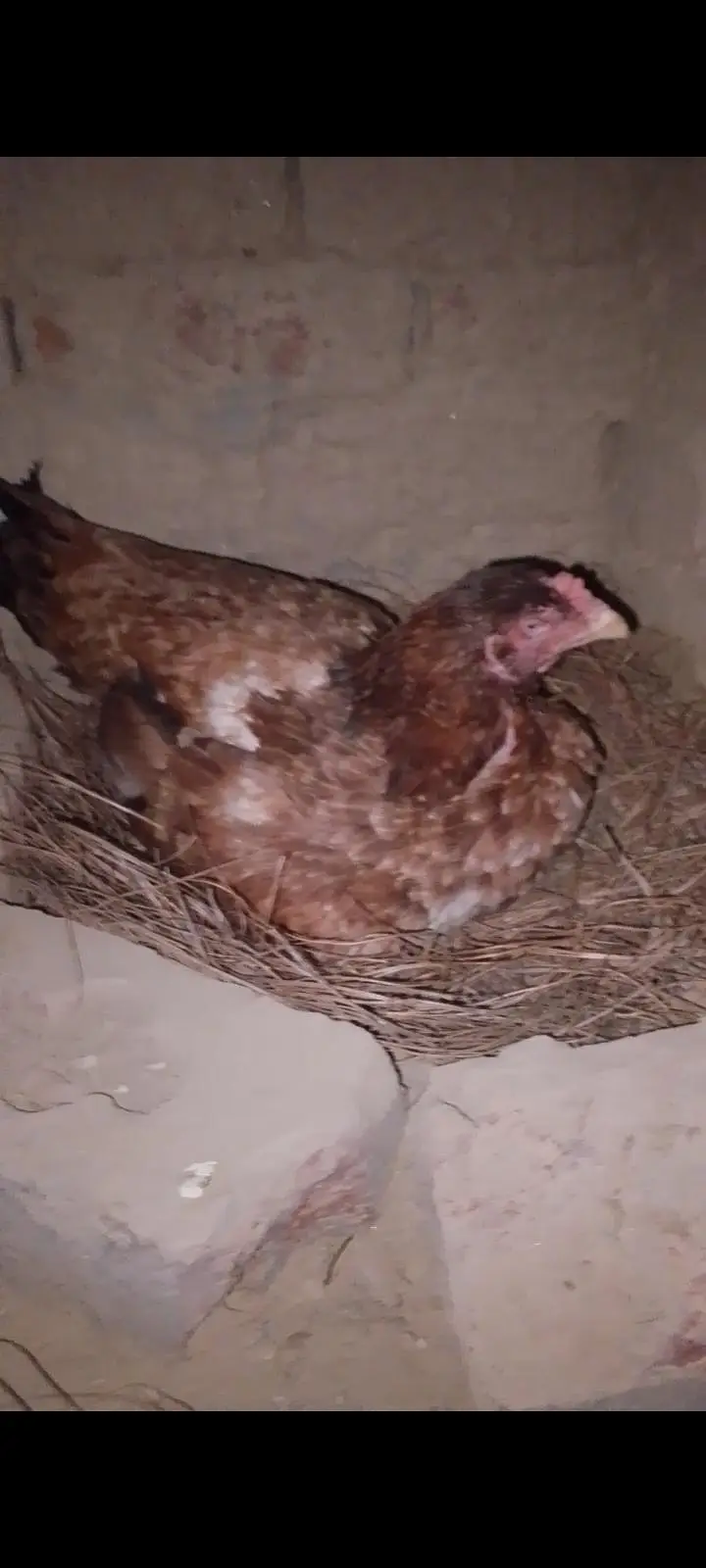 Aseel mianwali female — photo 3