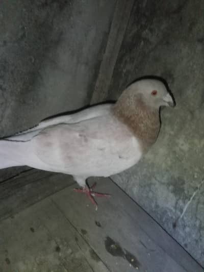 qasid pigeon urgent sale