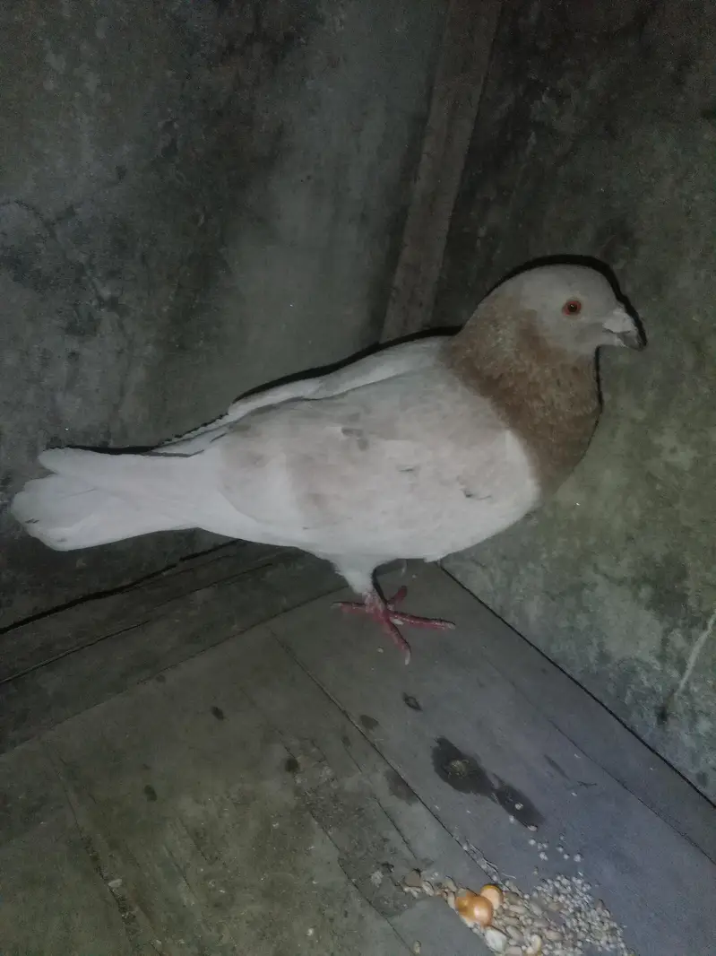 qasid pigeon urgent sale — photo 2