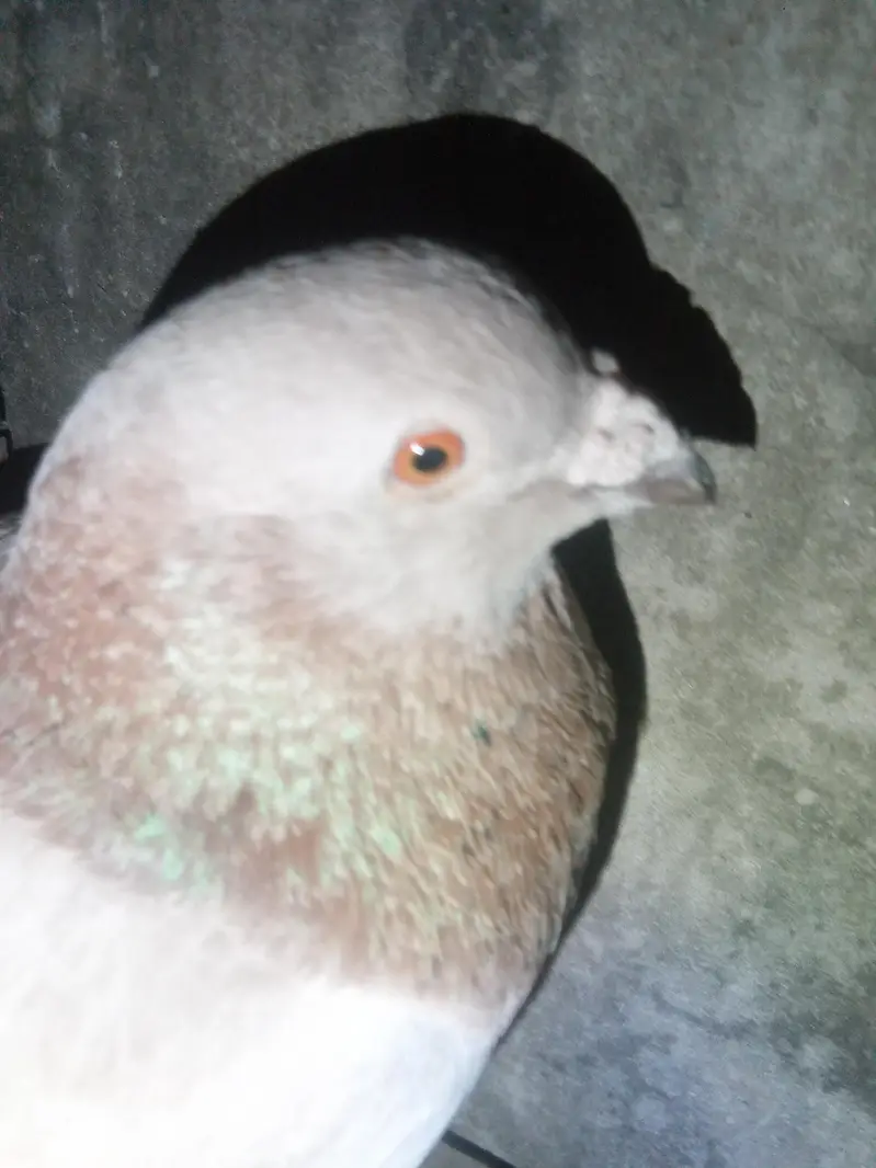 qasid pigeon urgent sale — photo 3