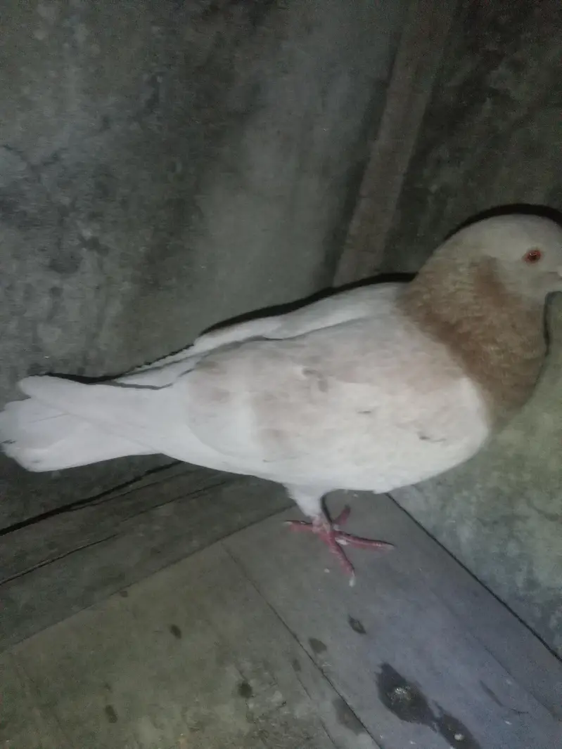 qasid pigeon urgent sale — photo 4