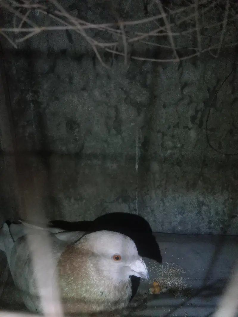 qasid pigeon urgent sale — photo 5