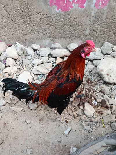 Hen For Sale