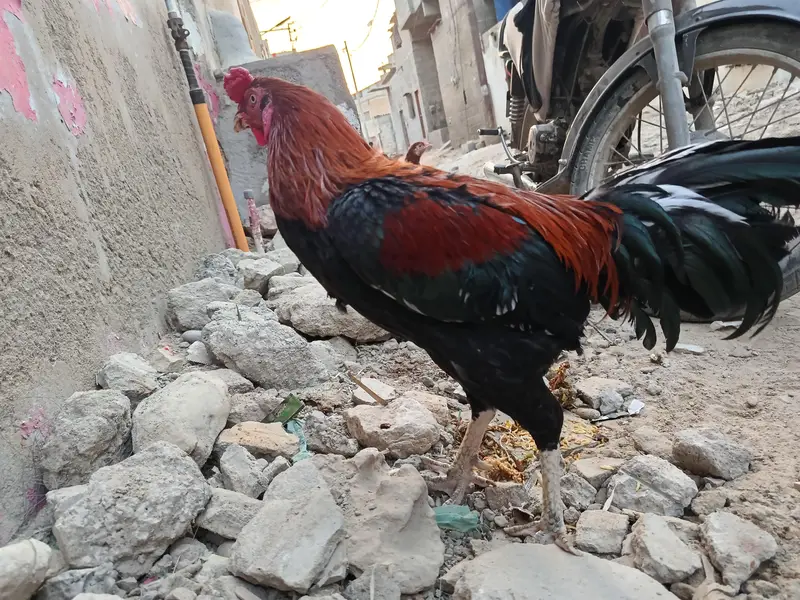 Hen For Sale — photo 2